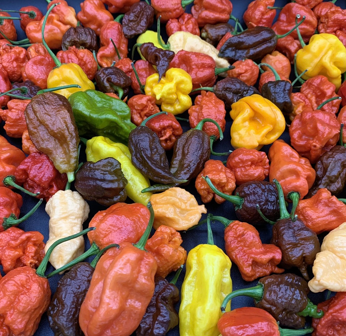Spiciest Peppers in the World